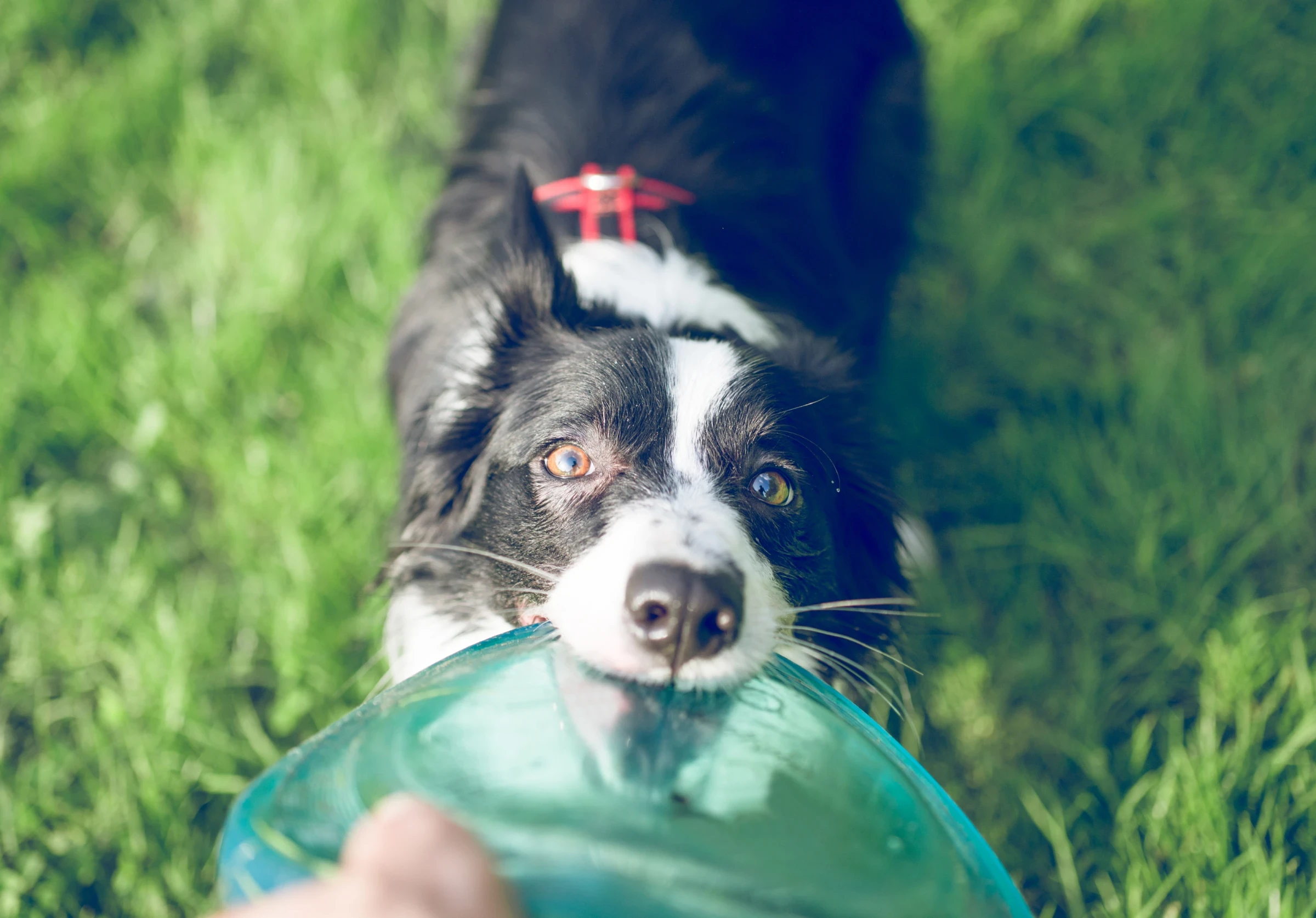 Black and white border collie playing fetch holding green frisbee in grassy park